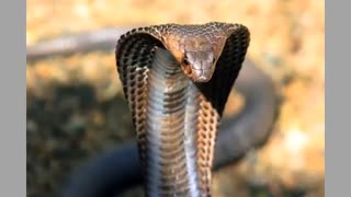 ده تا از خطرناک ترین و سمی ترین مارهای جهان