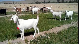 بزهای فرانسوی سانن در روستای خم پیچ