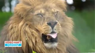 کلکسیون خمیازه حیوانات برای چرت نیم‌روزی پنج‌شنبه!