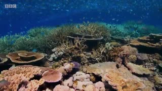 تریلر جدید مستند سیاره آبی 2