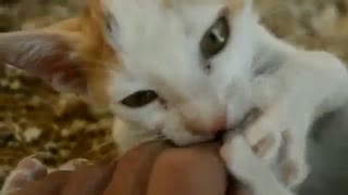 گربه | 28 مهر | شهنیا