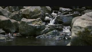 ویدیوی زیبایی از تولد دوباره طبیعت