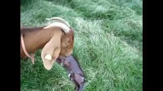 زایمان بز و رفتارشناسی بعد از آن