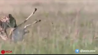 نجات آهو توسط میمونها