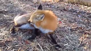 What Does the Fox Say in the Morning?