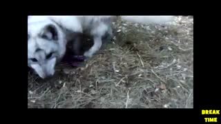 Ultimate FUNNY Pets FOXES - Best Videos Vines COMPILATION 2017