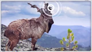 10 موجودی که باور نمیکنید وجود داشته باشند