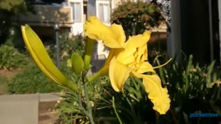 هواوی هانر 8