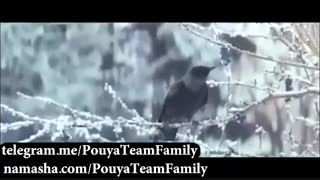 رویاهایت را دنبال کن، اون ها راه رو بلدند