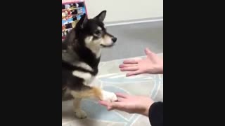 سگی که از تردستی می ترسد