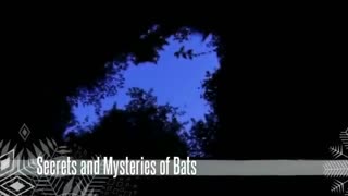 دنیای اسرار آمیز خفاش ها  Secrets and Mysteries of Bats