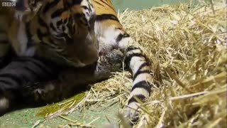 کلیپ زایمان ببر ماده در باغ وحش