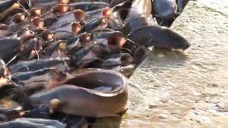 فیلم اموزشی پرورش ماهی