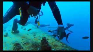 زیباترین ماهی جهان