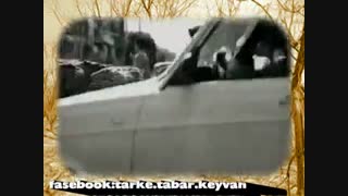 باغ ما سروده و دکلمه استاد مرتضی کیوان هاشمی