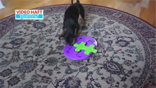 سگی که معما و پازل دوست دارد