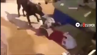 دعوای دو خروس و وساطت سگ با دوبله فارسی