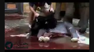 کلیپ زایمان طبیعی فیل در باغ وحش