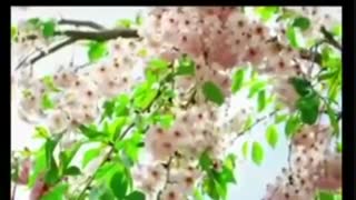دعای فرج مهدی محمدخانی