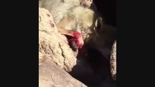 گرگی زخمی که اقدام به خود خوری میکند