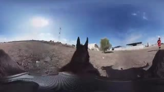 سگ های نجات چگونه برای عملیات امداد آموزش می بینند؟