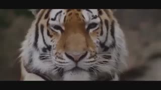 کلیپی بسیار زیبا و با مفهم در مورد محیط زیست