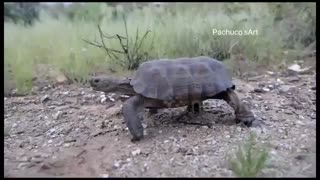 همسفر شدن مار و لاک پشت