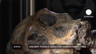 کشف حلقه گمشده و یک قدم به سوی شناختن جد بزرگ انسان