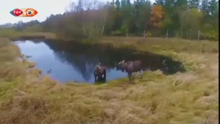 گوزن های وحشی در دانمارک