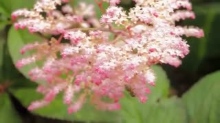 فایل باز | باغی بسیار زیبا در کشور کانادا