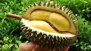 فایل باز - 15 تا از عجیب ترین میوه های جهان که تا حالا ندیدید