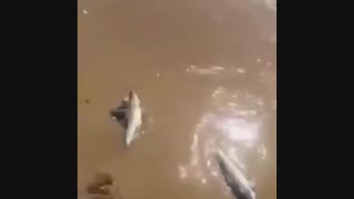 ساحل خلیج فارس و بچه کوسه های دم بریده که در ساحل کنگان - بوشهر- رها شده اند