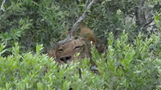 فیلم شیر و بوفالو زرافه و سایر حیوانات حیات وحش افریقا