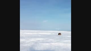شکار کردن جغد