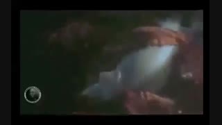حمله ی اختاپوس به کوسه و ........