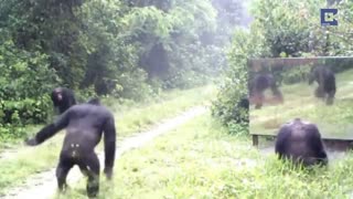 عکس العمل بامزه حیوانات وحشی به آینه در جنگل