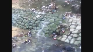 رودخانه ای پر از زباله در یکی از مرفه ترین نقاط تهران
