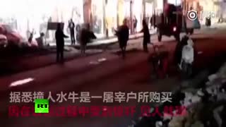 گاومیش فراری از قصابی به فروشگاه در چین حمله می کند