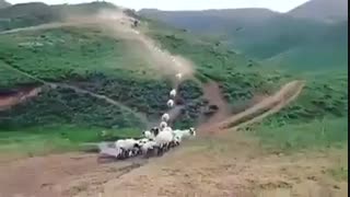مهر مادری،گوسفندهای مادر به بره هایشان ملحق می شوند
