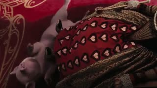 تریلر فیلم ماجراجویی آلیس در سرزمین عجایب + لینک دانلود مستقیم