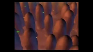 مراحل گوارش. زیست دهم