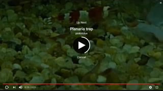 تغذیه پالاناریا. زیست دهم