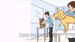 آرایشگاه حیوانات خانگی ژیوان