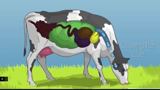 مراحل نشخوار کردن گاو.