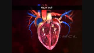 کلیپی بسیار عالی. آناتومی قلب. باز و بسته شدن دریچه های قلب. دهلیزها و بطن ها. زیست دهم