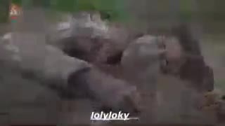 آهنگ فارسی غنچه های زخمی