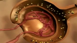 مراحل ساخت ادرار. گلومرول. کلیه. کپسول بومن . زیست دهم