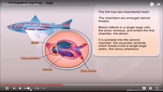 گردش خون ماهی. زیست دهم.