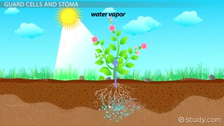 ساختار گیاهان. بافت ها. جذب آب. تبادل گازها. زیست دهم