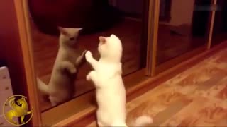 واکنش خنده دار گربه  بعد دیدن  خودش در آینه :-)